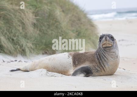 A sea lion basks on the sand at Sandfly Bay near Dunedin, New Zealand on February 26, 2021.Â Sandfly Bay is one of the Otago Peninsulaâ€™s most popular destinations, featuring yellow eyed penguins, sea lions, fur seals and other wildlife.Â New ZealandÂ sea lionsÂ are one of theÂ rarest sea lionÂ species in the world and are only found in New Zealand.Â (Photo by Sanka Vidanagama/NurPhoto) Stock Photo