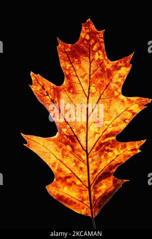 Backlit, isolated Quercus rubra or Northern red oak leaf in autumn, close up Stock Photo