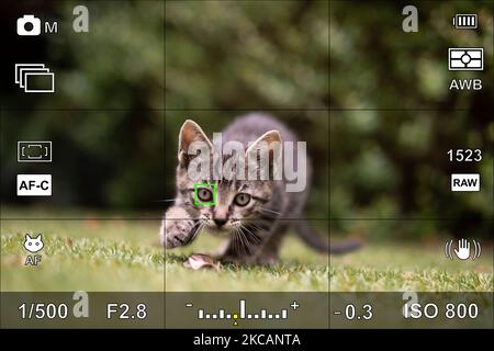 Screen or camera viewfinder with the photographic settings of an animal portrait Stock Photo