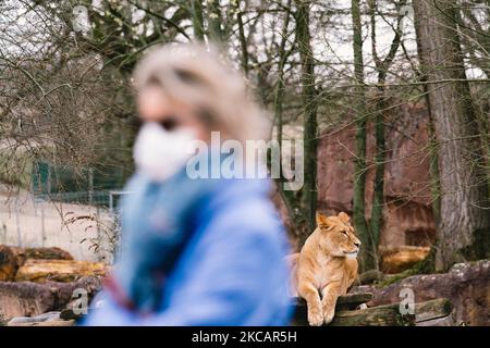 people visit Zoom Erlebniswelt zoo in Gelsenkirchen, Germany on March 12, 2021 as zoos in German allow reopen under strict hygiene rule. (Photo by Ying Tang/NurPhoto) Stock Photo
