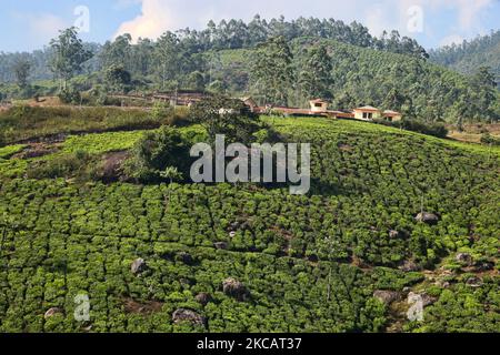 Tea plants seen growing along the hills of one of the many tea estates in Munnar, Idukki, Kerala, India. Tea is one of the main crops in this valley of around 5400 hectares. It is exported all over the world and Kerala is the second largest production of tea in India after Darjeeling. (Photo by Creative Touch Imaging Ltd./NurPhoto) Stock Photo