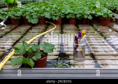 200 Semi Di Geranio Profumato (Pelargonium Graveolens) - Pianta Perenne Antizanzare - Foto 3