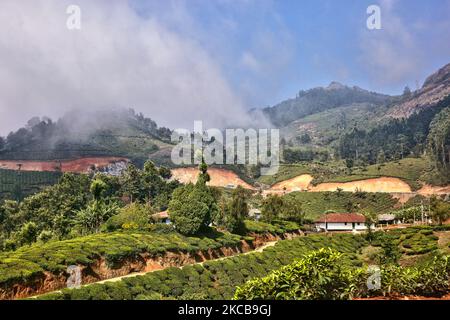 Tea plants seen growing along the hills of one of the many tea estate plantations in Munnar, Idukki, Kerala, India. Tea is one of the main crops in this valley of around 5400 hectares. It is exported all over the world and Kerala is the second largest production of tea in India after Darjeeling. (Photo by Creative Touch Imaging Ltd./NurPhoto) Stock Photo