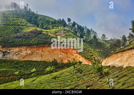 Tea plants seen growing along the hills of one of the many tea estate plantations in Munnar, Idukki, Kerala, India. Tea is one of the main crops in this valley of around 5400 hectares. It is exported all over the world and Kerala is the second largest production of tea in India after Darjeeling. (Photo by Creative Touch Imaging Ltd./NurPhoto) Stock Photo