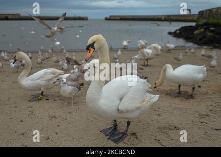 Swans, seagulls and pigeons seen in Bray Harbour. On Tuesday, March 23, 2021, in Bray, County Wicklow, Ireland. (Photo by Artur Widak/NurPhoto) Stock Photo