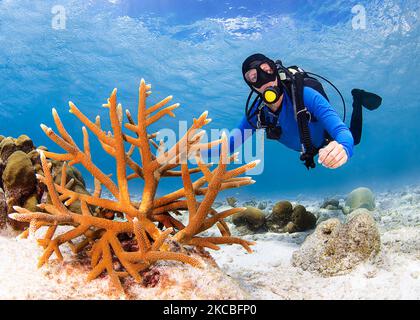 Scuba diver checks the growth of staghorn coral (Acropora cervicornis) in Bonaire. Stock Photo