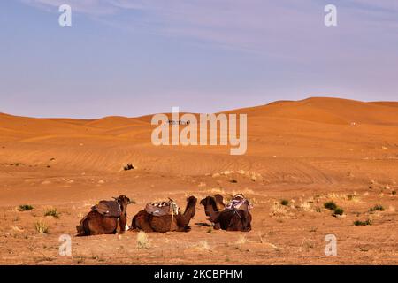 Camels resting in Erg Chebbi desert in the small village of Merzouga in Morocco, Africa. Merzouga is a village in the Sahara Desert in Morocco, on the edge of Erg Chebbi, a 50km long and 5km wide set of sand dunes that reach up to 350m. (Photo by Creative Touch Imaging Ltd./NurPhoto) Stock Photo