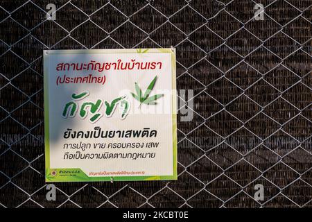 A social enterprise now allowed by the Thai government to grow marijuana for a variety of uses. Thailand is moving to legalize cannabis and its derivates in the hope of becoming a global hub for medical marijuana. The government is now those who apply to grow the crop, provided they comply with FDA regulations. On March 26, 2021 in Bangkok, Thailand. (Photo by Thomas De Cian/NurPhoto) Stock Photo