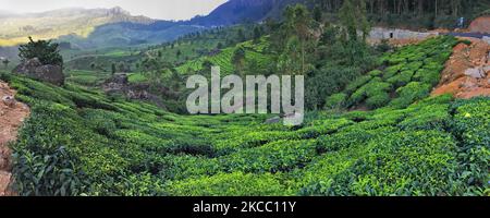 Tea plants seen growing along the hills of one of the many tea estates in Munnar, Idukki, Kerala, India. Tea is one of the main crops in this valley of around 5400 hectares. It is exported all over the world and Kerala is the second largest production of tea in India after Darjeeling. (Photo by Creative Touch Imaging Ltd./NurPhoto) Stock Photo