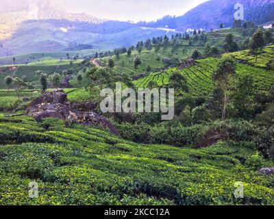 Tea plants seen growing along the hills of one of the many tea estates in Munnar, Idukki, Kerala, India. Tea is one of the main crops in this valley of around 5400 hectares. It is exported all over the world and Kerala is the second largest production of tea in India after Darjeeling. (Photo by Creative Touch Imaging Ltd./NurPhoto) Stock Photo