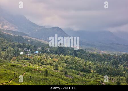 Tea plants seen growing along the hills of one of the many tea estates in Munnar, Idukki, Kerala, India. Tea is one of the main crops in this valley of around 5400 hectares. It is exported all over the world and Kerala is the second largest production of tea in India after Darjeeling. (Photo by Creative Touch Imaging Ltd./NurPhoto) Stock Photo