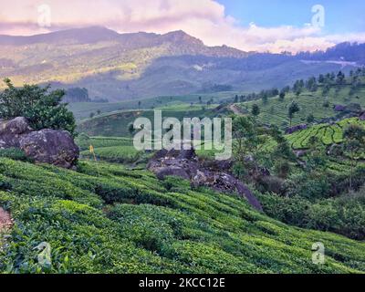 Tea plants seen growing along the hills of one of the many tea estates in Munnar, Idukki, Kerala, India. Tea is one of the main crops in this valley of around 5400 hectares. It is exported all over the world and Kerala is the second largest production of tea in India after Darjeeling. (Photo by Creative Touch Imaging Ltd./NurPhoto) Stock Photo