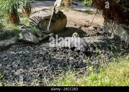 Cute peccary in zoological garden Stock Photo