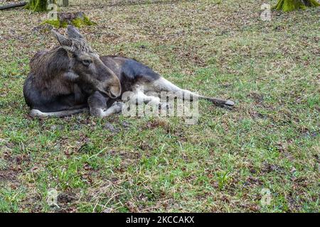 Moose or elk is seen in Bialowieza, Poland, on 3 April 2021 European bison Show Reserve in Bialowieski National Park (Rezerwat Pokazowy Zubrów) is a wildlife reserve with walking paths and opportunities to view bison, wolves and elk in natural habitat. (Photo by Michal Fludra/NurPhoto) Stock Photo