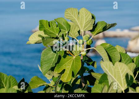 Bunch of green figs on a fig tree against sea background. Ficus Carica branch with fruits Stock Photo