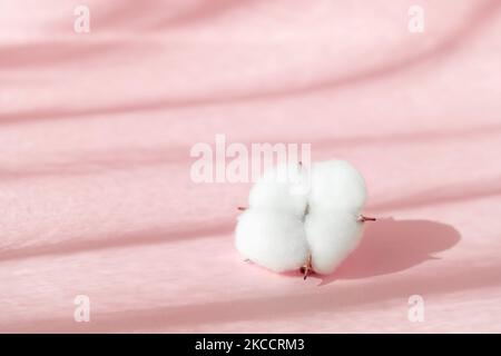 Cosmetic pink background for product presentation with cotton flower, shadows and light from windows. Mockup scene, natural organic cosmetic concept Stock Photo