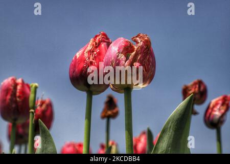 Tulips are seen at Indira Gandhi Memorial Tulip garden in Srinagar on 24 April 2021. Tourism in Kashmir started off on a promising note at the start of the New Year. However, with the second wave wrecking havoc across the country, the tourist influx has begun to dry up.Â Â In the last two weeks, most advance bookings in hotels and houseboats across Kashmir have been cancelled, stakeholders said.Â Weekend curfew in Jammu and Kashmir from tonight 8pm to Monday 6am to curb Covid-19 spread (Photo by Nasir Kachroo/NurPhoto) Stock Photo