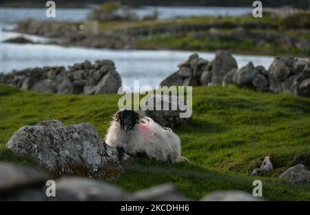 A sheep seen in a field on Inishnee islands, during the COVID-19 lockdown. On Tuesday, 27 April 2021, in Roundstone, Connemara, Co. Galway, Ireland. (Photo by Artur Widak/NurPhoto) Stock Photo