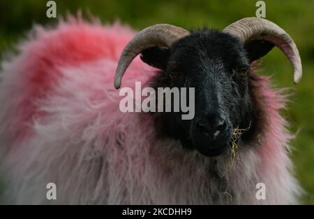 A sheep seen in a field on Inishnee island, during the COVID-19 lockdown. On Tuesday, 27 April 2021, in Roundstone, Connemara, Co. Galway, Ireland. (Photo by Artur Widak/NurPhoto) Stock Photo