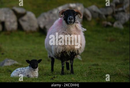 A sheep and a young lamb seen in a field on Inishnee island, during the COVID-19 lockdown. On Tuesday, 27 April 2021, in Roundstone, Connemara, Co. Galway, Ireland. (Photo by Artur Widak/NurPhoto) Stock Photo