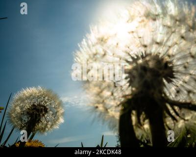 A view of two dandelions, during the Spring temperatures in The Netherlands, on April 28th, 2021. (Photo by Romy Arroyo Fernandez/NurPhoto) Stock Photo