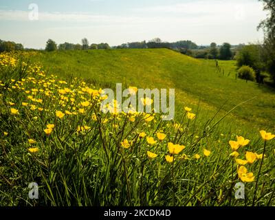 A view of a yellow flower pasture, during the Spring temperatures in The Netherlands, on April 28th, 2021. (Photo by Romy Arroyo Fernandez/NurPhoto) Stock Photo