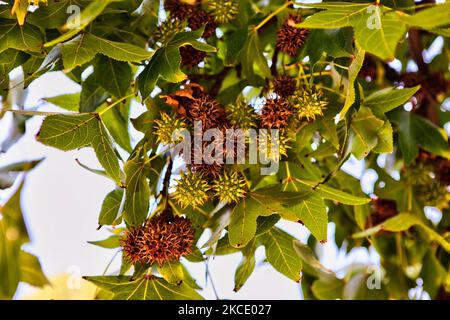 Spiky seed pods on an sweet gum (Liquidambar styraciflua) tree in Santiago, Chile. (Photo by Creative Touch Imaging Ltd./NurPhoto) Stock Photo