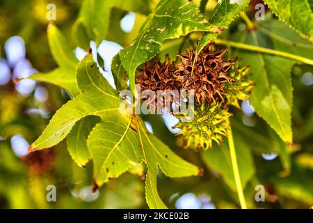 Spiky seed pods on an sweet gum (Liquidambar styraciflua) tree in Santiago, Chile. (Photo by Creative Touch Imaging Ltd./NurPhoto) Stock Photo