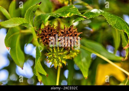 Spiky seed pods on an sweet gum (Liquidambar styraciflua) tree in Santiago, Chile. (Photo by Creative Touch Imaging Ltd./NurPhoto) Stock Photo