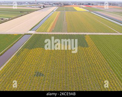 Aerial panoramic view from a drone of the iconic magical Dutch tulips fields during the spring season, blooming nature with bulbs of flowers blossoming in the colorful fields of red, white, orange, yellow, purple etc tulips plants. The place is famous, attracting daily thousands of tourists, major tourism landmark near Amsterdam. it’s known for the popular Keukenhof garden, which has millions of spring-flowering bulbs, one of the largest flower gardens in the world, known also as Garden of Europe. Lisse, the Netherlands on May 4, 2021 (Photo by Nicolas Economou/NurPhoto) Stock Photo