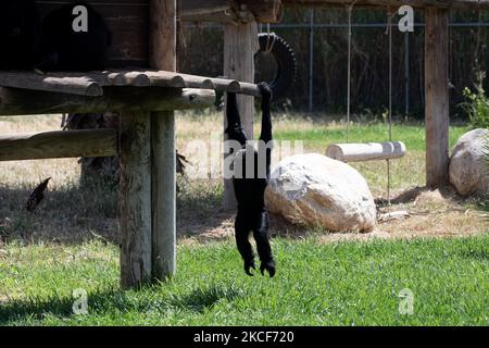 A view at the largest Attica Zoo Park in Greece on May 25, 2021. This Zoo in Athens, Greece has opened since 2000 and has the third largest collection of birds in the world. (Photo by Nikolas Kokovlis/NurPhoto) Stock Photo