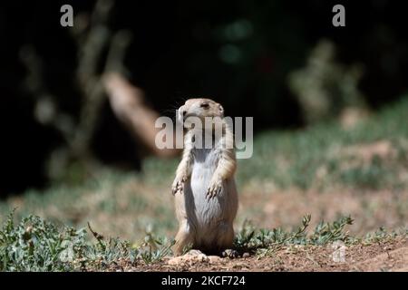 A view at the largest Attica Zoo Park in Greece on May 25, 2021. This Zoo in Athens, Greece has opened since 2000 and has the third largest collection of birds in the world. (Photo by Nikolas Kokovlis/NurPhoto) Stock Photo