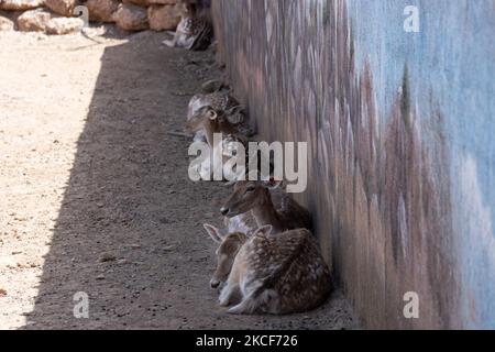 A view at the largest Attica Zoo Park in Greece on May 25, 2021. This Zoo in Athens, Greece has opened since 2000 and has the third largest collection of birds in the world. (Photo by Nikolas Kokovlis/NurPhoto) Stock Photo