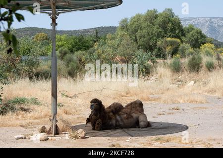 A view at the largest Attica Zoo Park in Greece on May 25, 2021. This Zoo in Athens, Greece has opened since 2000 and has the third largest collection of birds in the world. (Photo by Nikolas Kokovlis/NurPhoto) Stock Photo