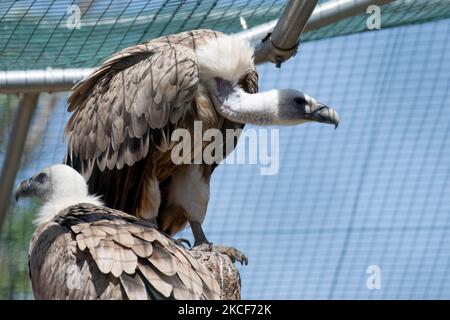 A view at the largest Attica Zoo Park in Greece on May 25, 2021. This Zoo in Athens, Greece has opened since 2000 and has the third largest collection of birds in the world. (Photo by Nikolas Kokovlis/NurPhoto) Stock Photo