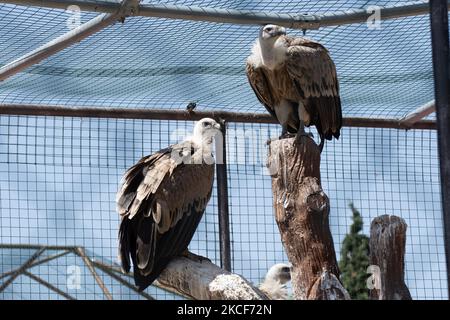 A view at the largest Attica Zoo Park in Greece on May 25, 2021. This Zoo in Athens, Greece has opened since 2000 and has the third largest collection of birds in the world. (Photo by Nikolas Kokovlis/NurPhoto) Stock Photo