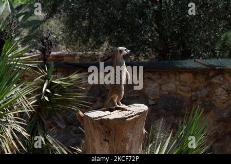 A view at the largest Attica Zoo Park in Greece on May 25, 2021. This Zoo in Athens, Greece has opened since 2000 and has the third largest collection of birds in the world. (Photo by Nikolas Kokovlis/NurPhoto) Stock Photo