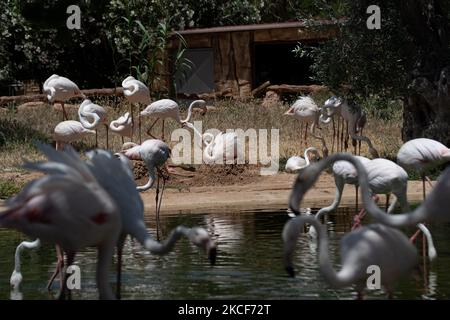 A view at the largest Attica Zoo Park in Greece on May 25, 2021. This Zoo in Athens, Greece has opened since 2000 and has the third largest collection of birds in the world. (Photo by Nikolas Kokovlis/NurPhoto) Stock Photo