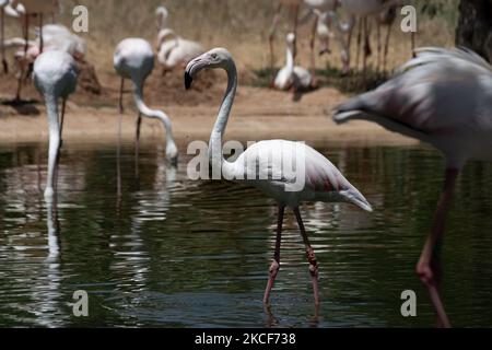 A view at the largest Attica Zoo Park in Greece on May 25, 2021. This Zoo in Athens, Greece has opened since 2000 and has the third largest collection of birds in the world. (Photo by Nikolas Kokovlis/NurPhoto) Stock Photo