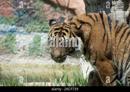 A view at the largest Attica Zoo Park in Greece on May 25, 2021. This Zoo in Athens, Greece has opened since 2000 and has the third largest collection of birds in the world. (Photo by Nikolas Kokovlis/NurPhoto) Stock Photo