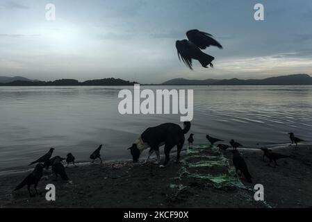A dog and crows searching food in the banks Brahmaputra river during a cloudy day, in Guwahati, Assam, India on 26 May 2021. Assam and other parts of the Northeast India are expected to receive rainfall due to the cyclone Yaas. (Photo by David Talukdar/NurPhoto) Stock Photo