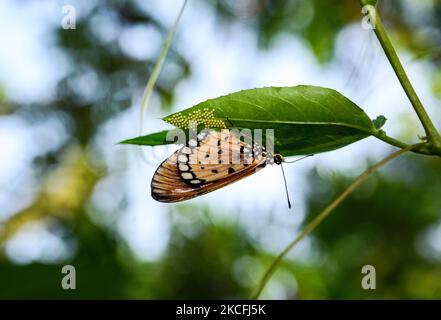 A female tawny coster (Acraea terpsicore) butterfly lays eggs under the bluecrown passionflower (Passiflora caerulea) plant leaves in Tehatta, West Bengal, India on 03 June 2021. A Tetraponera rufonigra ant is trying to attack those eggs and the butterfly is trying to resist it by fluttering its wings. (Photo by Soumyabrata Roy/NurPhoto) Stock Photo