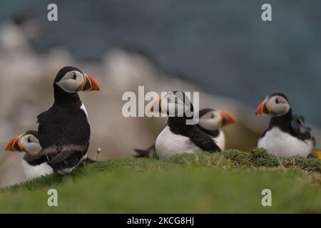 Atlantic puffins seen during a breeding season seen during the breeding season on the Great Saltee Island. The Saltee Islands are made up of two uninhabited little islands off the southeastern coast of Ireland. The islands are a paradise for seabirds and a breeding ground for fulmar, gannet, shag, kittiwake, guillemot, razorbill and puffin as they lie on an important migration route and are a popular stopping point for spring and autumn migratory birds. On Friday, 18 June 2021, in Great Saltee, Saltee Islands, County Wexford, Ireland. (Photo by Artur Widak/NurPhoto) Stock Photo