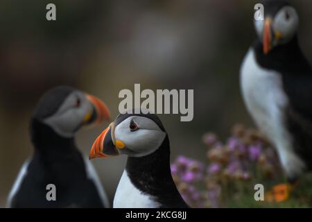 Atlantic puffins seen during a breeding season seen during the breeding season on the Great Saltee Island. The Saltee Islands are made up of two uninhabited little islands off the southeastern coast of Ireland. The islands are a paradise for seabirds and a breeding ground for fulmar, gannet, shag, kittiwake, guillemot, razorbill and puffin as they lie on an important migration route and are a popular stopping point for spring and autumn migratory birds. On Friday, 18 June 2021, in Great Saltee, Saltee Islands, County Wexford, Ireland. (Photo by Artur Widak/NurPhoto) Stock Photo