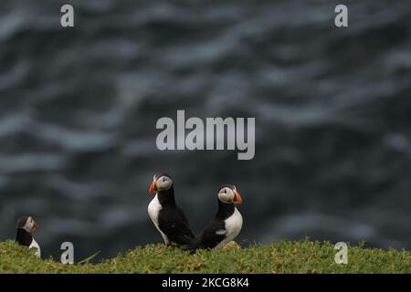 Atlantic puffins seen during a breeding season seen during the breeding season on the Great Saltee Island. The Saltee Islands are made up of two uninhabited little islands off the southeastern coast of Ireland. The islands are a paradise for seabirds and a breeding ground for fulmar, gannet, shag, kittiwake, guillemot, razorbill and puffin as they lie on an important migration route and are a popular stopping point for spring and autumn migratory birds. On Friday, 18 June 2021, in Great Saltee, Saltee Islands, County Wexford, Ireland. (Photo by Artur Widak/NurPhoto) Stock Photo