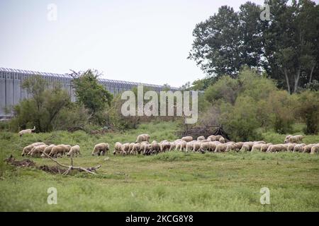 Sheeps in front of the new fence that doesn't allow livestock access to the river water. Greece is reinforcing the Greek Turkish borders with personnel, cameras, drones, heavy vehicles, FRONTEX officers but also with a 5 meter tall fence. The fence is actually a concrete filled, a construction for at least 40KM, a long coverage in the wetlands of Evros river (Meric in Turkish), Greece's river border with Turkey. EU is supporting the border fortification financially. Asylum seekers, migrants and refugees used Evros as an entrance point to Europe, while in March 2020 a huge wave of thousands of  Stock Photo