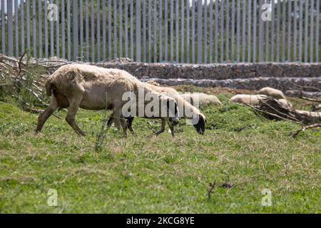 Sheeps in front of the new fence that doesn't allow livestock access to the river water. Greece is reinforcing the Greek Turkish borders with personnel, cameras, drones, heavy vehicles, FRONTEX officers but also with a 5 meter tall fence. The fence is actually a concrete filled, a construction for at least 40KM, a long coverage in the wetlands of Evros river (Meric in Turkish), Greece's river border with Turkey. EU is supporting the border fortification financially. Asylum seekers, migrants and refugees used Evros as an entrance point to Europe, while in March 2020 a huge wave of thousands of  Stock Photo