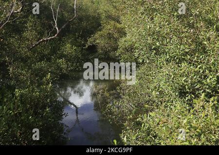 dense mangrove forest of sundarban, world largest mangroves and unescon world heritage site located south of west bengal in india Stock Photo