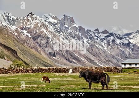 Dzo, hybrid between the yak and domestic cattle. Used as pack animals in  the Everest National Park, Nepal Stock Photo - Alamy