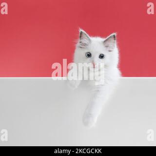 Cute little cat ragdoll playing with paws on pink background and naughty little cat Stock Photo